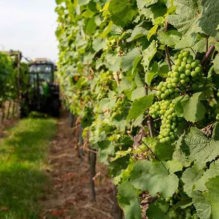 Bourquin Apartment Steinweiler